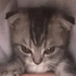 dshartt