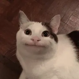 denchiqq