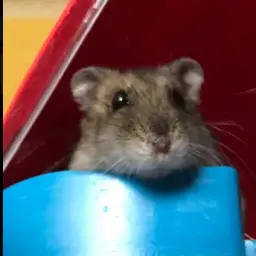нетин