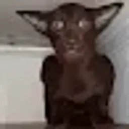 tuttitukiputi