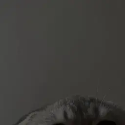 dnlllka