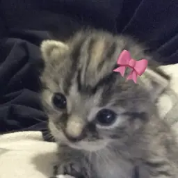 Stormyyy1447
