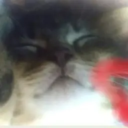 ashfjkasdhfk