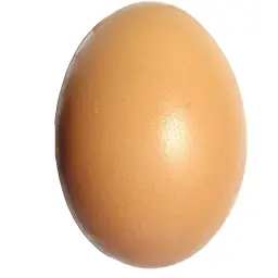яйцо