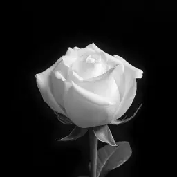White_rose