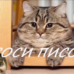 кцуцккуккцу