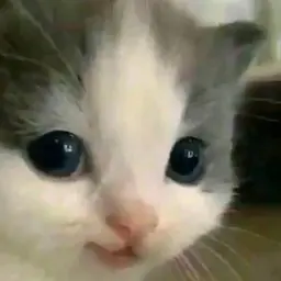 oskalizat0r