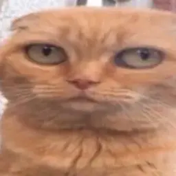 якотиктыкотик
