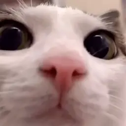 MaxximKO