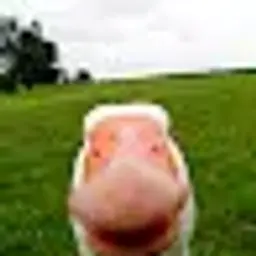 Goooooooooose