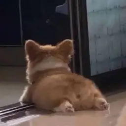 shootertato