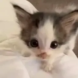 elvwws
