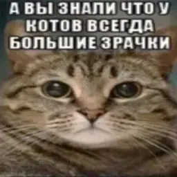zalupkabomja1337