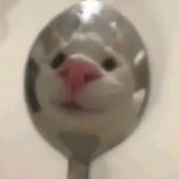 Zubi2