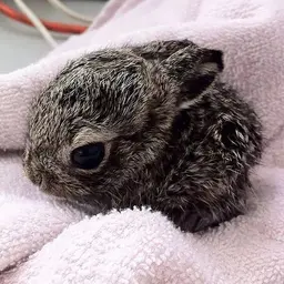 Velvet_leveret