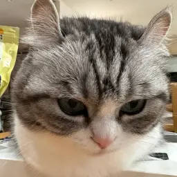 kuzzego