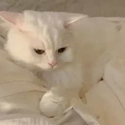 myyrkaaa