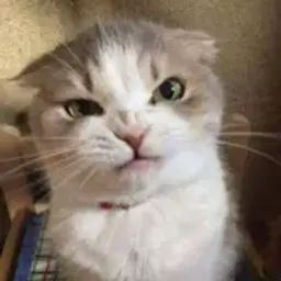 igorekjjjj