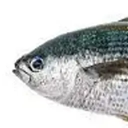 oggu