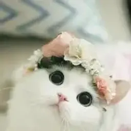 Jjdjdnfb