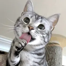 Posyk