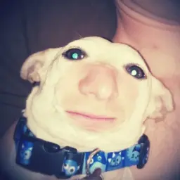 Custiko_