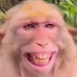 Kolaynasssda