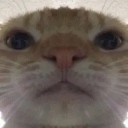 bonniewe