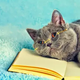 Brayn_cat