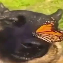 Pozoomiks