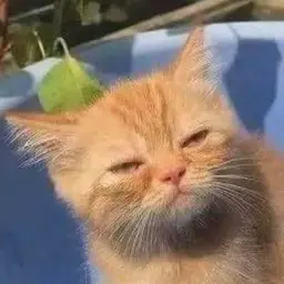 Medvedev