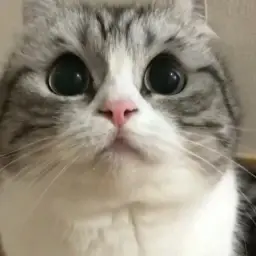 zitraksmodee