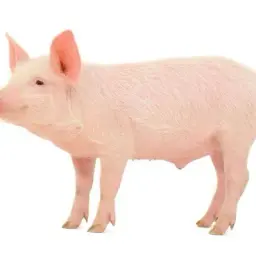 benitomussolinya