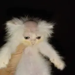 Pipisk