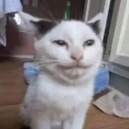 whydidyou3