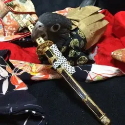 ruray
