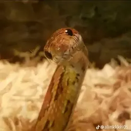 козюлька