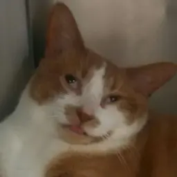 kuronecko