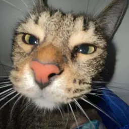 LOROZOMEOW