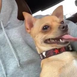 TimAgronom