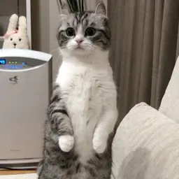 bledule