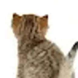 komissarenko
