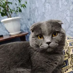 PokemonBebra