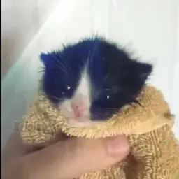 Peppino