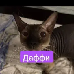 Andreipussy