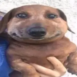 ChelTiBotik