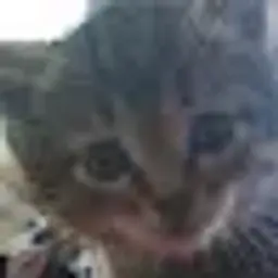 theKitkat1