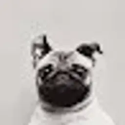 KotaMota