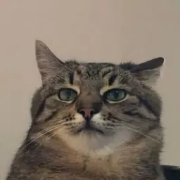 staler_kun