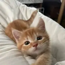 deeim